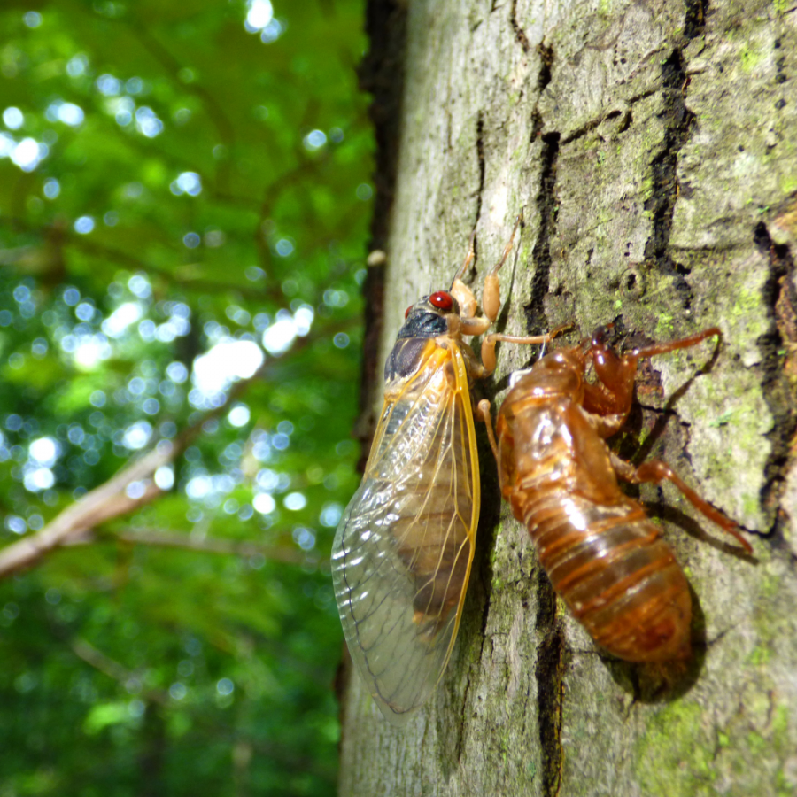 Cicada and cicada shell on tree
